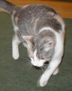 Rosie The Cat in 2002
